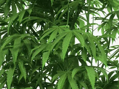 Marijuana Plant 3D model