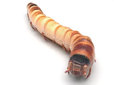 Zophobas Morio Worm 3D model