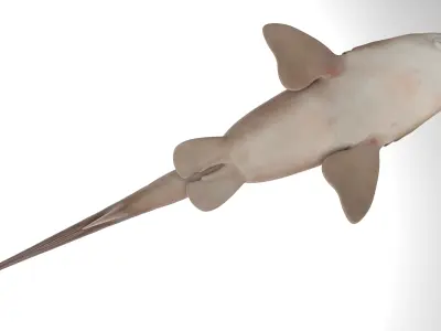 Nurse Shark 3D model