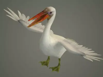 stork flamingo swan pelican cormorant bluetit pigeon  3D model