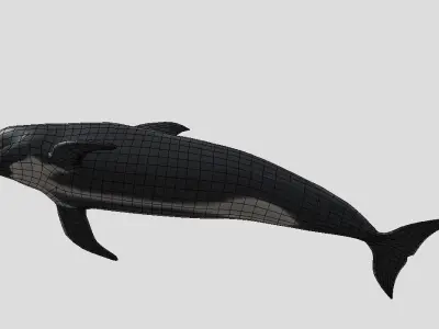 Long finned pilot whale Animated Low-poly Low-poly 3D model