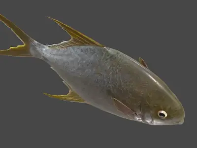 Pampus argenteus  fish Low-poly 3D model