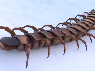 Centipede Rigged animated  Low-poly 3D model