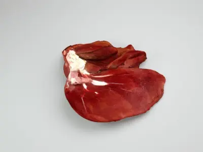 Raw Pig Liver Low-poly 3D model
