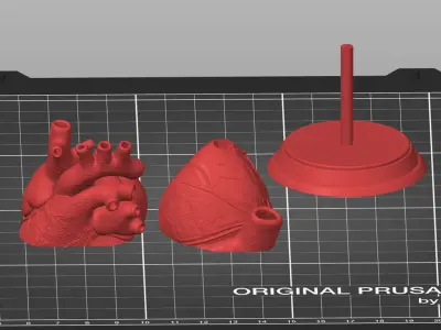  Anatomical Human Heart - For Commercial Use 3D print model