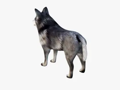 Wolf Animal Free 3D model