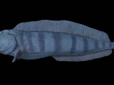 Atlantic Wolf Fish 3D model