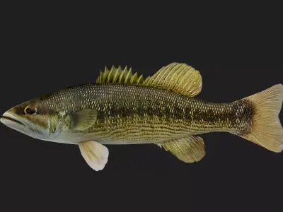 Seabass Low-poly 3D model