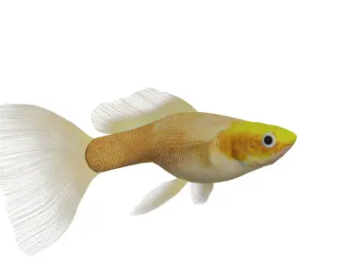 Guppy Fish Low-poly 3D model