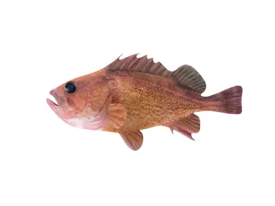 Low-Poly Honeycomb Rockfish Animated  Low-poly 3D model