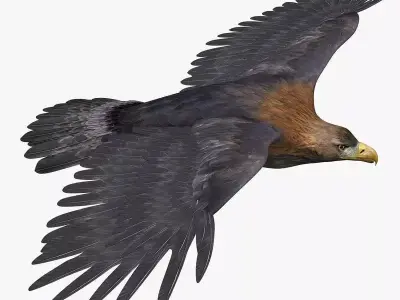 Golden Eagle ANIMATED 3D model