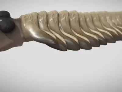 Opabinia Low-poly 3D model