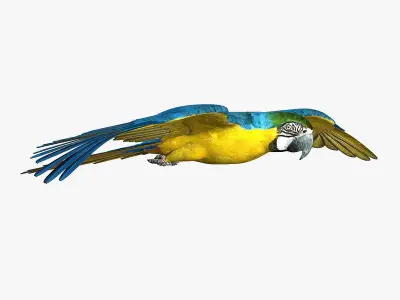 Macaw ANIMATED 3D model