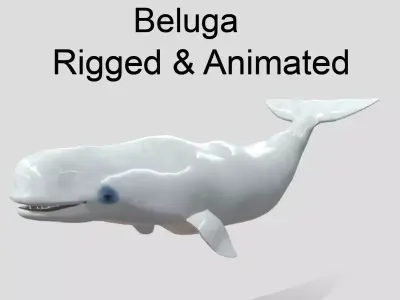 Beluga Realistic Animated  Low-poly 3D model