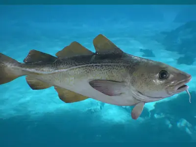 Cod Fish Low-poly 3D model