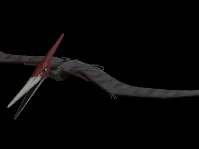 Pteranodon dinosaur with long beak Low-poly 3D model
