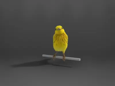 Yellow Warbler Animated VFX Grace 3D model