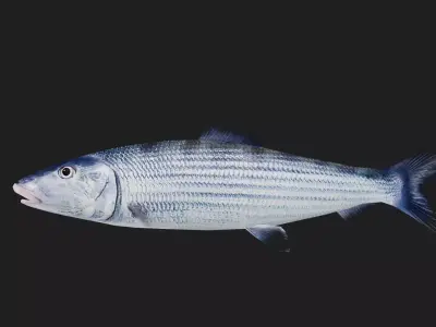 Bonefish Low-poly 3D model