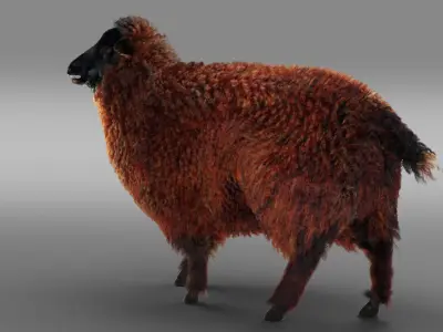 Fur Black Sheep Rigged in Blender Low-poly 3D model