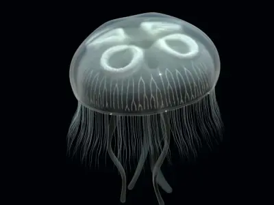 Jellyfish rigged and animated for Cinema 4d Low-poly 3D model