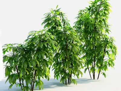 Chuniophoenix humilis b 3D model