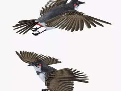 Bulbul bird rigged 3d model Low-poly 3D model