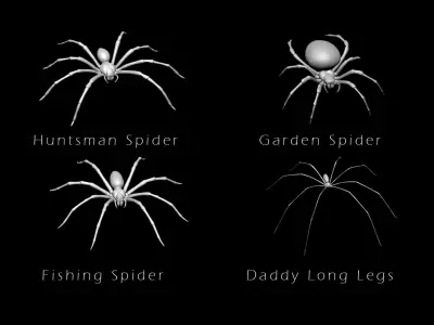 Spider Pack 3D model