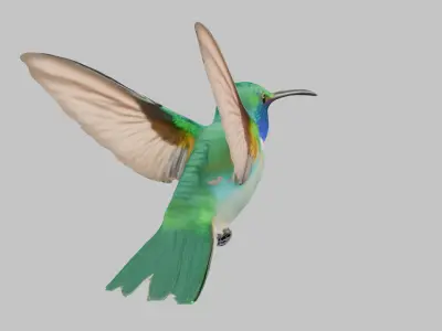 3D Model of a Hummingbird Low-poly 3D model