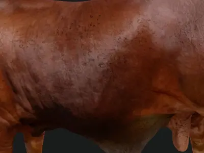 Bull india Low-poly 3D model