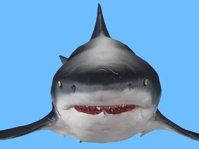 SHARK FISH RIGGED ANIMATED 4 Low-poly 3D model