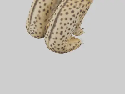 Cheetah Paws Model 3D model