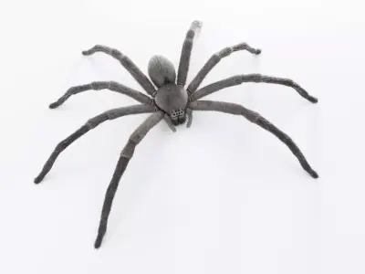 Huntsman Spider Low-poly 3D model