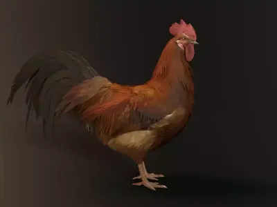 Rooster Animation fix Low-poly 3D model