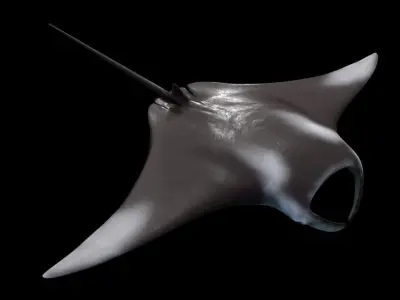 Manta Birostris Low-poly 3D model