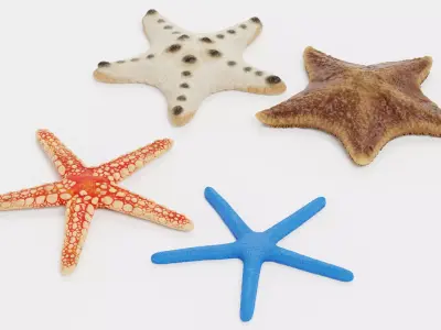 -Starfishes- 3D model