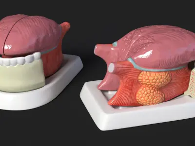Human Tongue Anatomy Model 3D model