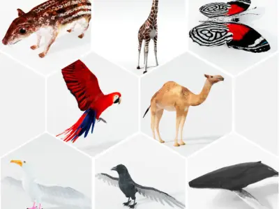 40 Models Animal Pack - Collection Low-poly 3D model