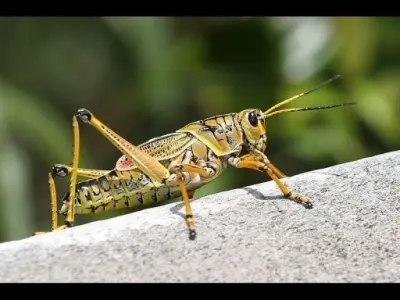 Grasshopper 3D model