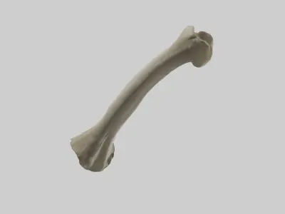 Elephant Tibia 3D model