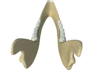 Deer Animal Jaw 3D model