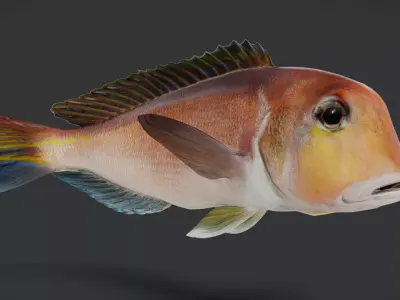 Horsehead Tilefish Animated 3D model