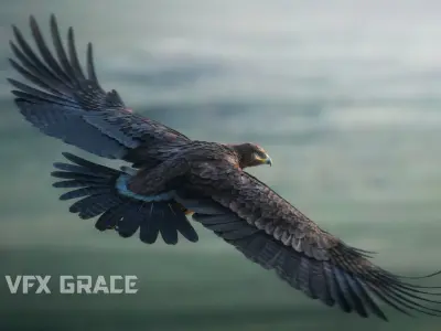 Aquila Nipalensis Animated VFX Grace 3D model