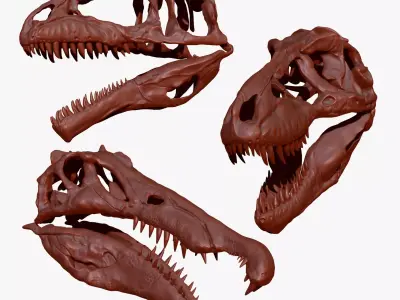 Dinosaur Spinosrs  Tyrannosaurus Giganotosaurus Skull Skeletons  3D model