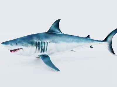Shark Free 3D model