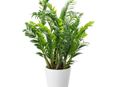  ZZ Zanzibar Gem Potted Plant Model 