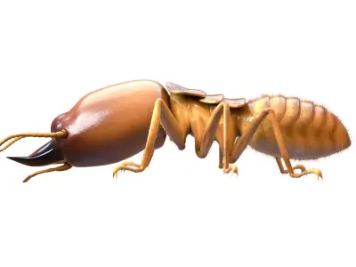 Termite - Soldier Low-poly 3D model