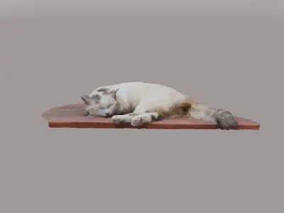 a sleeping cat 3d scanning Free low-poly 3D model