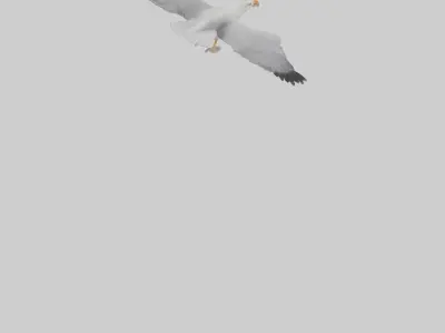 European Herring Gull flying model Low-poly 3D model