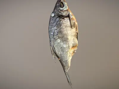 Photorealistic 3Dscan of dried open fish Low-poly 3D model
