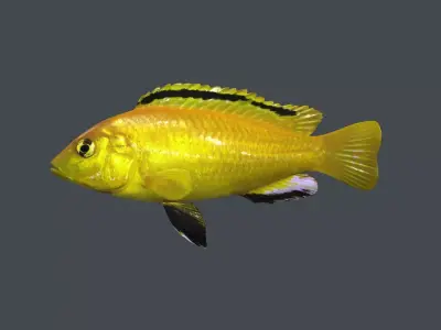 FISH-003 Fish 3D model